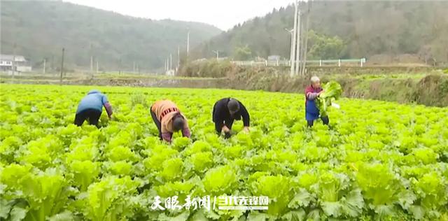 广州送菜公司了解北京市蔬菜上市量日超2.3万吨 生活必需品供应稳定货源充足