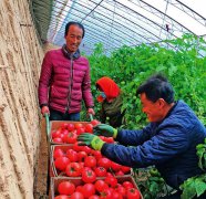 广州送菜公司了解搭乘沪滇两地消费帮扶“快车”，期待云南优质蔬菜、中药材闯出大市场