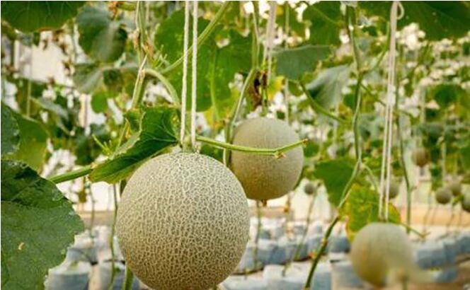 广州农副产品配送提示棚瓜坐瓜后的管理技术