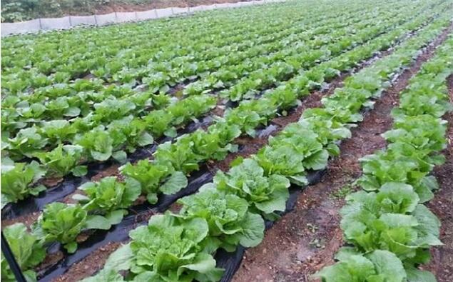 北京蔬菜自给率5年提升至20%，将建“农业中关村”