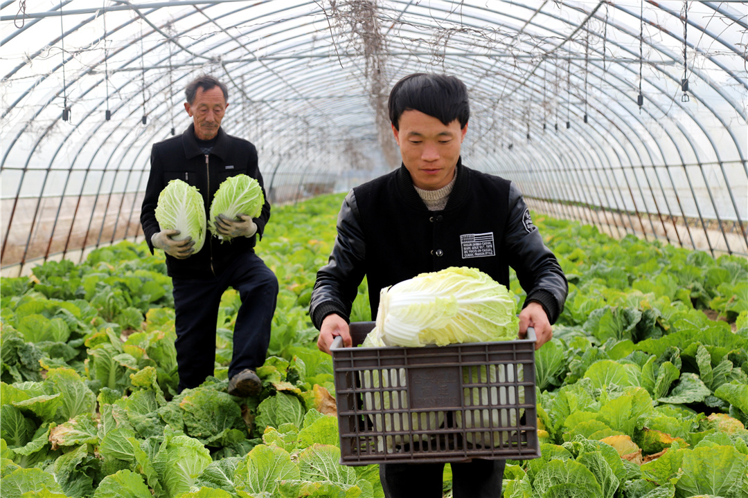 广州送菜公司了解陕西蔬菜价格五周连降 猪肉鸡蛋价格稳中有涨