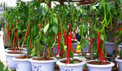 广州蔬菜配送教您金丝绞瓜的种植5种方法