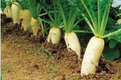 广州蔬菜批发教您螺丝菜的种植方法