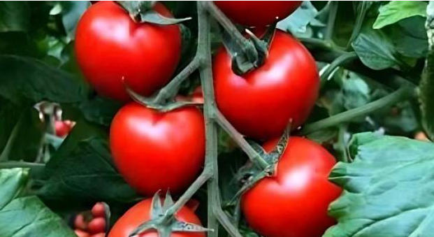 农产品配送了解大棚西红柿应该如何防范灰霉病的发生？