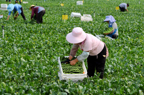 广州农副产品配送了解寒潮之下 菜价稳中有涨